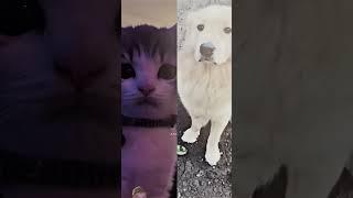 que prefieren pibes/as, perros o gatos? #shorts #YouTubeshorts #parati #apoyoporfavor #animales