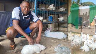 How a Nigerian Doctor is Turning His Backyard Into a Mega Rabbit Farm