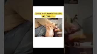 Подскажите пожалуйста#кот #коты #котик #котики #кошка #кошки #прикол #приколы #юмор #лучшее #смех