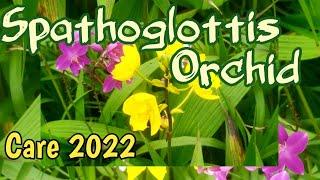 Spathoglottis ORCHID Care 2024 // GROUND ORCHIDS 2024