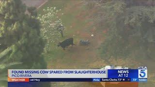 Found missing Pico Rivera cow is spared from slaughterhouse