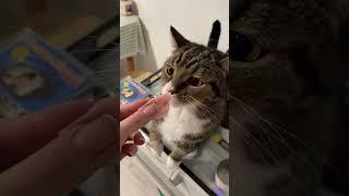 #funny #catlov #catcare #funnyshorts #cat #mustlovecats #pets #catlove #catslover