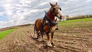 Jim & Bill are out Picking Stones! // Shoeing Draft Horses #634