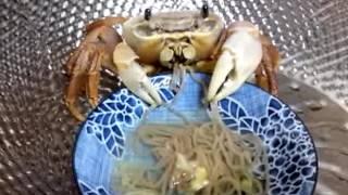 my pet crab eating noodle