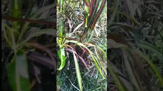 Zanzibar croton