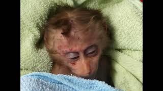 Rescuing a Baby Monkey After a Fall from a Tall Tree