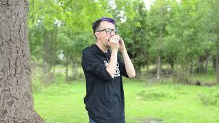 East top T009 professional blues harmonica performance