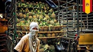 Spain drug bust: huge cargo of cocaine found in pineapple shipment