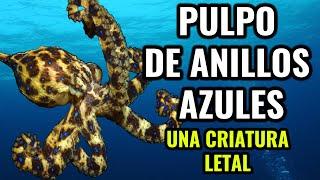 Pulpo de anillos azules  | The Mexican Seaweed