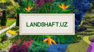 "Landshaft.uz": Қишда қайси ўсимликни ўраш керак? Чим ўрнига бўригул экиш. Эрикадан қаламча олиш