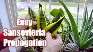 How to Propagate Snake Plants! Water Propagation Method - Start to Finish