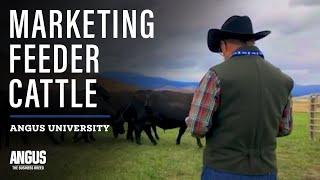 The NEW way to Market Feeder Cattle - THE FEEDER CATTLE REVOLUTION