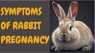 Symptoms Of Rabbit Pregnancy