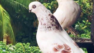 Berlin fancy pigeon | tumbler #pigeon #birds kabutar Columbidae