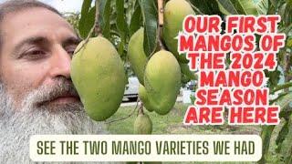 First Mangos Of The 2024 Mango Season