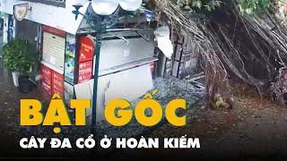 Khoảnh khắc cây đa cổ ở Hoàn Kiếm bật gốc do ảnh hưởng của bão số 3