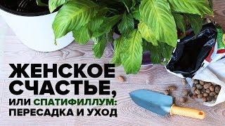 Спатифиллум или Женское счастье пересадка и уход в домашних условиях