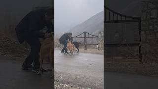 With dogs on a rainy day in the village#dog #dogs #shorts