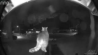 Cat uses doorbell camera to be let home