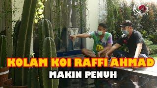 Kolam Koi Raffi Ahmad Makin Penuh