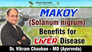 Makoy (Solanum nigrum) - Benefits for Liver Disease