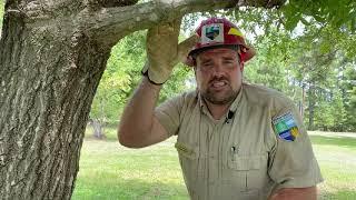 Tree Pruning | Ask the Arborist