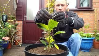 Planting Brugmansia and Brassaiopsis mitis.