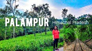 Palampur Himachal Pradesh | Palampur Tourist places | Palampur Travel Guide 2023 | Palampur Tour