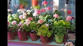 2020년 1월 제라늄 꽃밭 (소소한 즐거움^^) Pelargoniums garden.