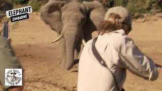 Elephant Charge in Zimbabwe