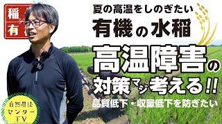 高温対策は 水? 作期調整? 品種?　品質と収量を維持するための高温障害対策で『有機の米づくり』　【稲作有機 by 自然農法センター】