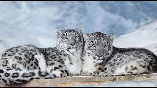 In search of snow leopards. «Outdoor Central Asia» | Jibek Joly TV