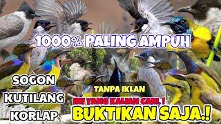 SUARA PIKAT SEMUA BURUNG PALING AMPUH