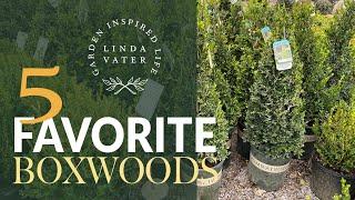 My 5 Favorite BOXWOOD Varieties