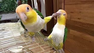 The FUNNIEST Parrots  Best Compilation