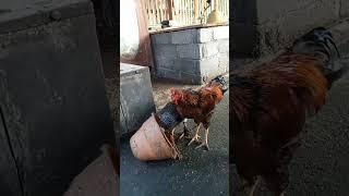 Chicken farming