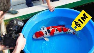 Buying Japan's RAREST and Most EXPENSIVE Koi Fish