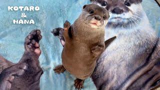 Otters Give Their New Blanket Merch the Ultimate Cuddle Test