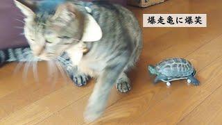 【総集編】猫が大好きスケボー亀！爆笑名場面【A collection of hilarious scenes from a skateboarding turtle who loves cats】