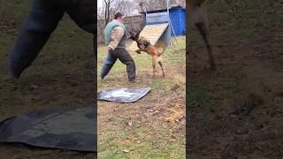 ‼️Powerful attack. Fearless defender. Malinois Bruce.  Dog training GUARD. Odessa.