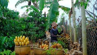 Full Video: Harvesting Purple Bananas Goes to Market Sell - Harvest, Farm, Cooking | Tieu Lien