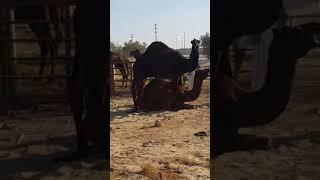 BOY CAMEL FIRST TIME MEETING / CAMEL BREEDING #Shortsvideo #camel