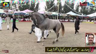 Horse Dance l Shahjhan l Suraj l 30 September 2024 l Mehmood Pura Chak No 1 Nankana Sahib  l Ali