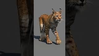 Animated Lynx Cat 3d Model - #shorts​ @PROmax3D