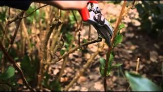 How to prune for beginners | Grow at Home | Royal Horticultural Society