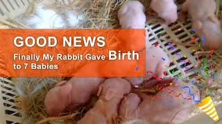 Finally My Rabbit gave birth to 7 babies MashaAllah | Danish Ahmed Vlogs