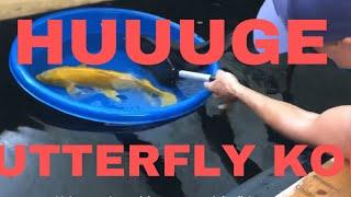 Netting and Moving Large Butterfly Koi