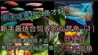 2021/最适合新手饲养的十种观赏鱼（1）/新手该养什么鱼？/新手该怎么养鱼？/既便宜又漂亮的鱼/水族店老板绝对不会推荐你的超好养的鱼/100%大公开/新手养的鱼/斗鱼日记