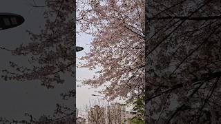 한국 벚꽃　#韓国の桜