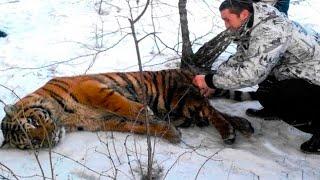 Тигр отблагодарил человека, который помог ему избавиться от петли на шее
